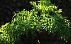 Vì sao người xưa thường trồng một cây đinh lăng trong nhà?