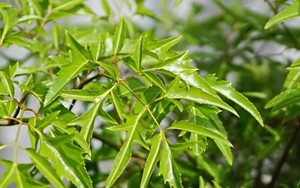 3 ý nghĩa phong thủy khiến người xưa chọn trồng cây đinh lăng trước nhà