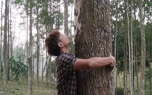 Loại gỗ được ví 'đắt hơn vàng', thế giới ráo riết cứu: Việt Nam từng ghi nhận chỉ 8 cây ngoài tự nhiên