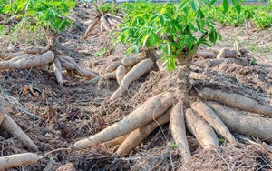 Mỏ “vàng trắng triệu đô dưới lòng đất” của Việt Nam đón cơ hội bứt phá trước nhu cầu mới của thế giới