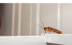 5 loại mùi mà gián rất ghét, ngửi thấy là tránh xa