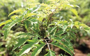 3 lý do đinh lăng được ví là "sâm Nam" của người Việt