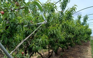 Không phải dầu thô, một mặt hàng của Iran đang gặp khó do xung đột: Mỗi lô hàng lỗ 50%, Ấn Độ bị ‘vạ lây’