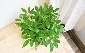 5 loại cây trồng "vàng" giúp tăng cường sức khỏe thể chất và tinh thần cho tuổi trung niên