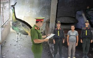 Thi hành lệnh bắt tạm giam người nuôi công Nguyễn Thế Cường SN 1977