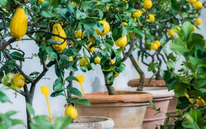 7 loại cây ăn quả có thể trồng ở ban công: Loại cuối cùng khiến nhiều người bất ngờ