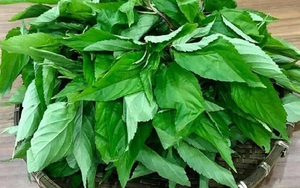 Loại rau bị nhiều người Việt chê, ở Nhật Bản được coi là “nhân sâm xanh”: Mùa hè này nhớ ăn thường xuyên
