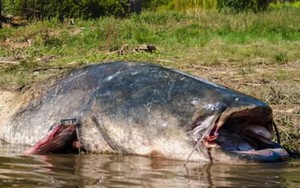 'Thủy quái nước ngọt' dài 2,5m, nặng 110kg bất ngờ mắc câu: 3 người vật lộn suốt 2 giờ mới kéo được lên bờ