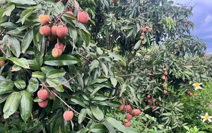 Sau Trung Quốc, Ấn Độ cũng trồng loại cây Việt Nam đang vào mùa: Được mệnh danh ‘vàng đỏ’ trên cây, năng suất 100 kg quả/cây