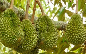Tránh Việt Nam và Thái Lan, một đối thủ sầu riêng chọn lối đi riêng: Không chạy theo sản lượng, tập trung bán phân khúc cao cấp tại Trung Quốc