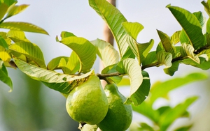 3 công dụng của lá ổi, biết để tận dụng ngay