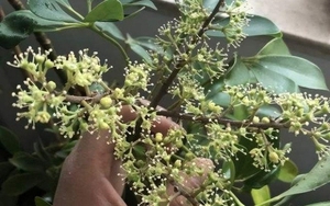 Hiện tượng cây ngũ gia bì nở hoa