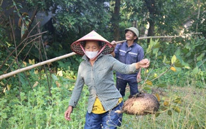 Săn trứng kiến trong rừng, kiếm tiền triệu mỗi ngày