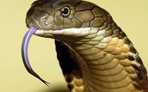 Rắn hổ mang độc đến đâu?
