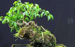 3 cây bonsai "giữ tiền như két sắt": Giá cả phải chăng lại trấn trạch, hút tài cho gia chủ