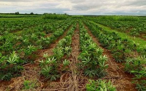 Không phải sầu riêng, Campuchia trở thành đối thủ cạnh tranh với Thái Lan, Việt Nam một loại 'vàng trắng': Là sản phẩm nước ta xuất khẩu top 3 thế giới