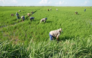 Cuba áp dụng cách của Việt Nam: Thả một loài vật xuống ruộng lúa, kết quả gây bất ngờ