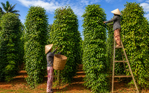 Tin vui cho nông sản Việt: Một mặt hàng gia vị Việt đang được Mỹ chi đậm gom mua, mang về hơn 600 triệu USD chỉ sau 4 tháng