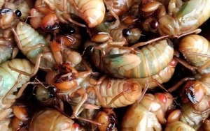Ăn ve sầu, nhiều người nhập viện