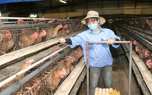 Xây dựng hệ sinh thái chăn nuôi xanh: Tăng sức cạnh tranh để phát triển bền vững