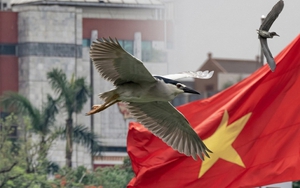 Hà Nội đất lành chim đậu: Chim hoang dã chao liệng săn mồi giữa Hồ Gươm tạo ra khung cảnh hiếm có