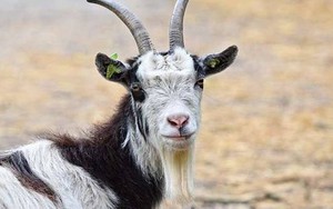 Từ tháng 5 đến tháng 6: 4 con giáp có tín hiệu tài lộc khởi sắc, gia đình dễ đón tin vui