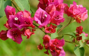 9 lý do tại sao gia đình nào cũng nên trồng cây hoa giấy