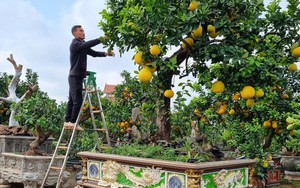 5 lý do vì sao nên trồng 1 cây bưởi trong nhà