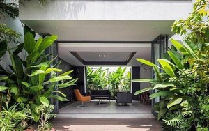 5 loại cây không nên trồng trước cửa nhà: Cây càng xanh tốt nhà càng suy