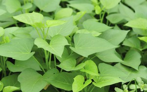 2 điều tuyệt đối nên tránh khi ăn rau lang