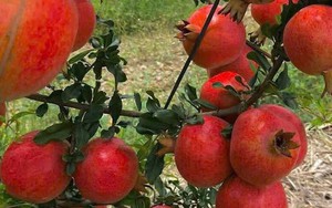 Tin vui cho 'tín đồ' trái cây ngoại: 2 loại quả nổi tiếng của Ấn Độ sắp vào Việt Nam, hứa hẹn giá 'vừa túi tiền'