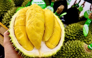 Sầu riêng 50.000 đồng/kg vẫn khó bán, loại nửa triệu đồng/kg lại ‘cháy hàng’
