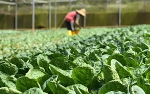 Rau VietGAP phủ chưa tới 1% diện tích, Bộ Nông nghiệp xây dựng tiêu chuẩn mới