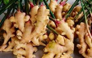 7 lợi ích của cây gừng