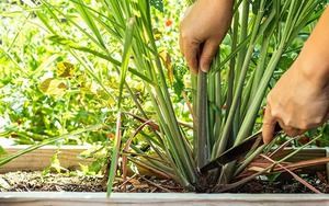 3 loại cây người xưa thường trồng quanh nhà để đuổi muỗi hiệu quả