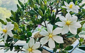 4 loại cây "đại cát", rất nên trồng trong nhà