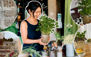 Tôi đã thử ngâm vài hạt đậu phộng trong nước suốt 15 ngày và bất ngờ nhận được một “khu rừng mini” xanh mát: Không tốn tiền mua cây mà vẫn có góc thư giãn cực chữa lành