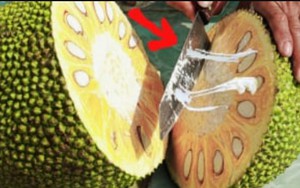 Bổ mít mà bôi thêm 1 lớp này, dao trơn tuồn tuột, không lo dính nhựa, lại còn dễ vệ sinh