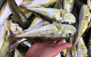 Loại cá chứa độc tố đáng sợ gấp 275 lần xyanua: Nhiều người Việt vẫn chủ quan bắt về ăn