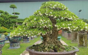 "Trồng đúng cây, ba đời vượng": Đây là 3 loại cây nên có trong nhà