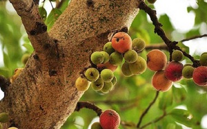 "Cây lành đón lộc": 6 loại cây nên có trong nhà