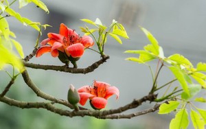 Người xưa có câu "Cây dữ rước họa": 3 loại cây tránh trồng sát nhà