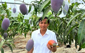 Giống xoài đắt đỏ bậc nhất thế giới 1,7 triệu/1 quả: Trồng thành công tại Việt Nam
