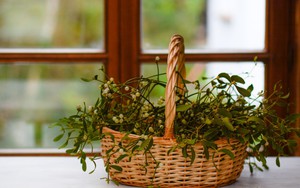 6 loại cây "hút cạn" may mắn, chớ nên đặt trong nhà