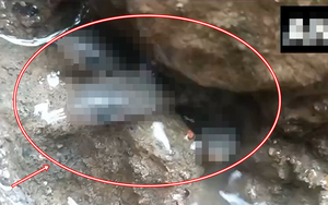 Liều thò tay vào khe hẹp trong nhà mới, người đàn ông liên tiếp kéo ra hơn 35 sinh vật: Ai cũng nổi da gà