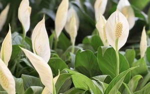 Cây lan ý “ra hoa dày đặc” khi được tưới loại nước này: Rất quen với người Việt