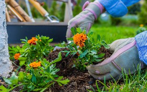 5 loại cây “hút” vận may, nên trồng trong sân nhà