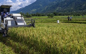 Việt Nam đã triển khai nhiều năm, Indonesia nay mới thử nghiệm cách trồng lúa cho kết quả bất ngờ