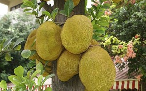 Đi chợ mua mít: Nhớ kỹ 6 mẹo để chọn được quả chín cây, nhiều múi, thơm ngọt tự nhiên
