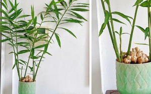 4 lý do vì sao bạn nên trồng cây gừng trong nhà